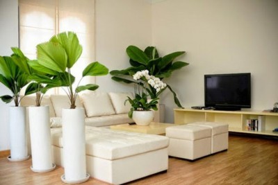 Những vị trí trồng cây phong thủy hút tài lộc